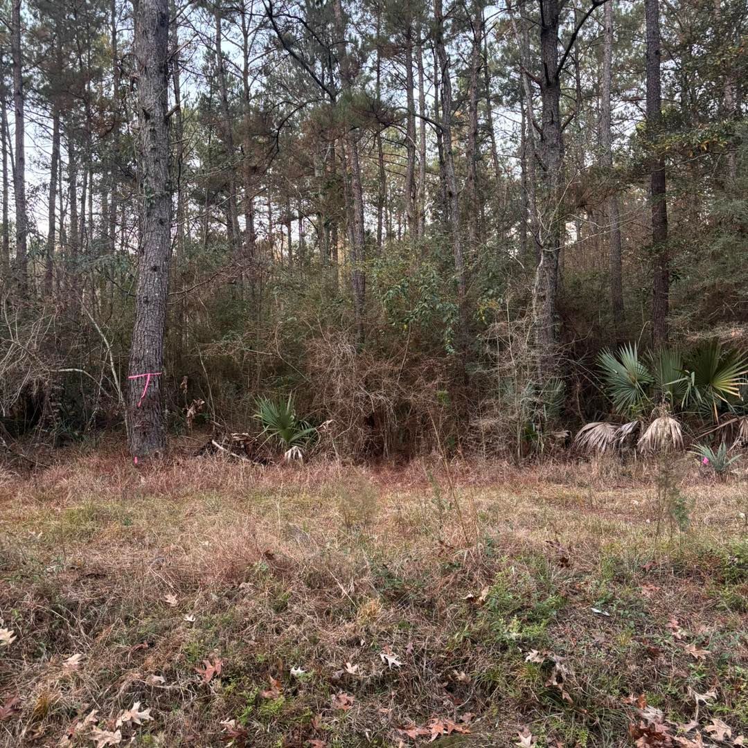 A grassy clearing borders a dense pine forest with a few palmetto plants and light brown brush in the foreground.