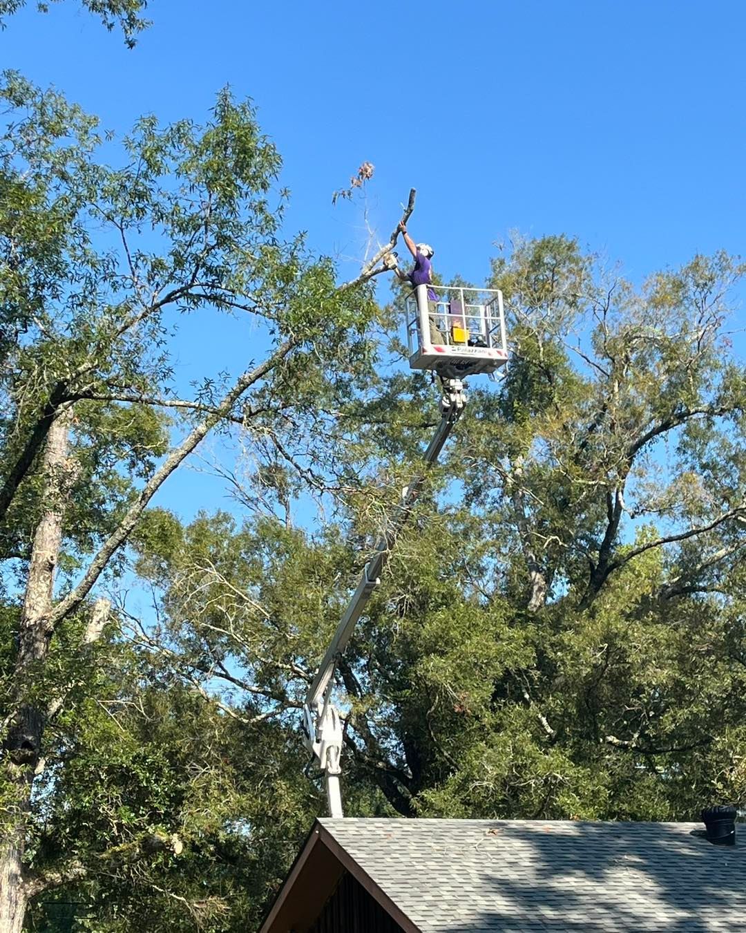 A person in a bucket truck lift trims branches from a tall tree above a house roof against a bright blue sky.