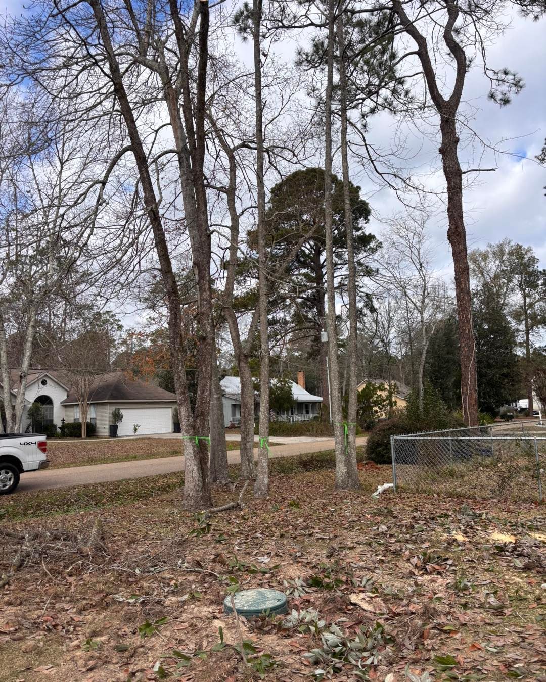 A residential street with several tall, thin trees in the foreground, a white truck, and houses in the background.