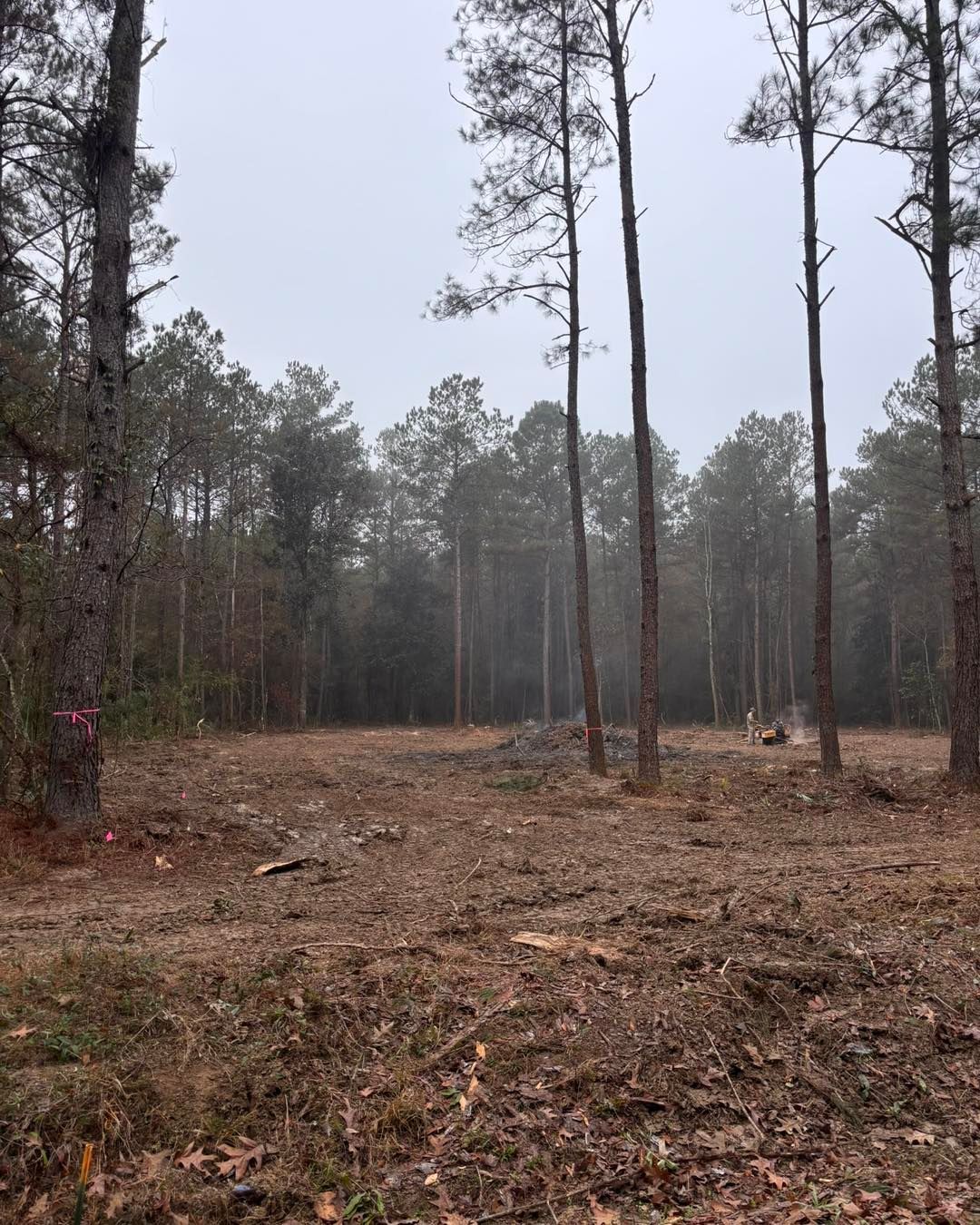 A cleared patch of earth scattered with brown leaves, framed by tall pine trees under a hazy, overcast sky.