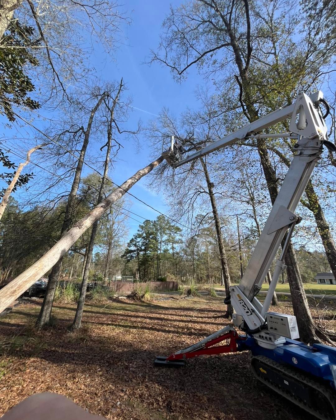 A blue and white tracked lift machine reaches up to prune high branches from a tall, thin tree in a wooded area.