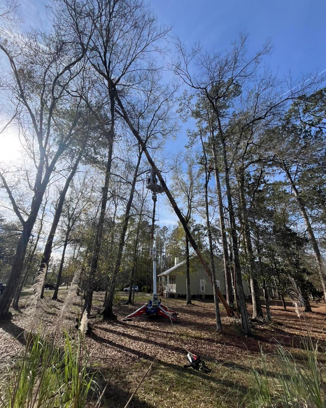 A worker in a bucket truck lift trims tall, bare trees in a wooded yard near a house on a sunny day.