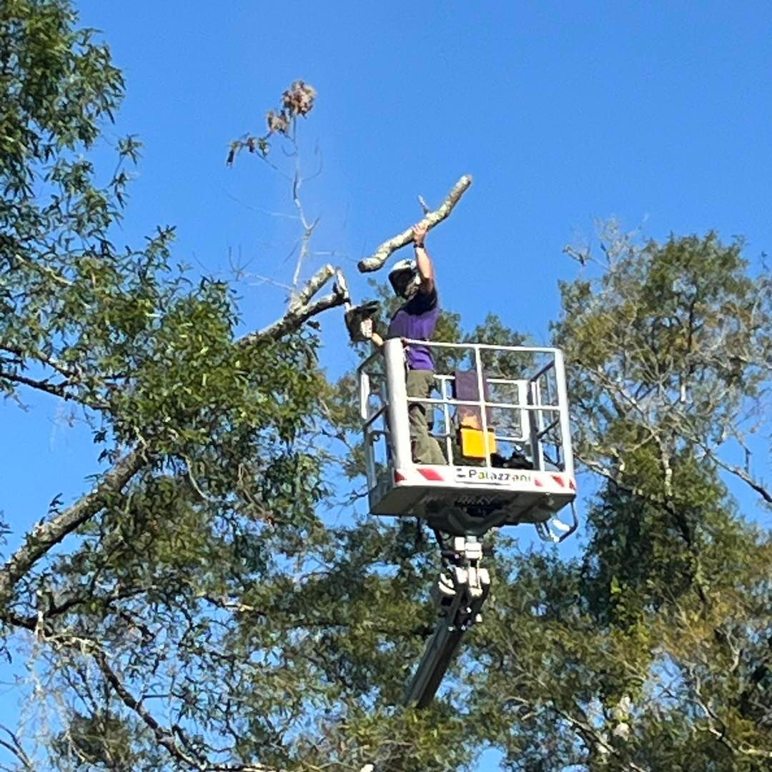 A person wearing a hard hat in a bucket lift prunes tree branches against a clear blue sky.