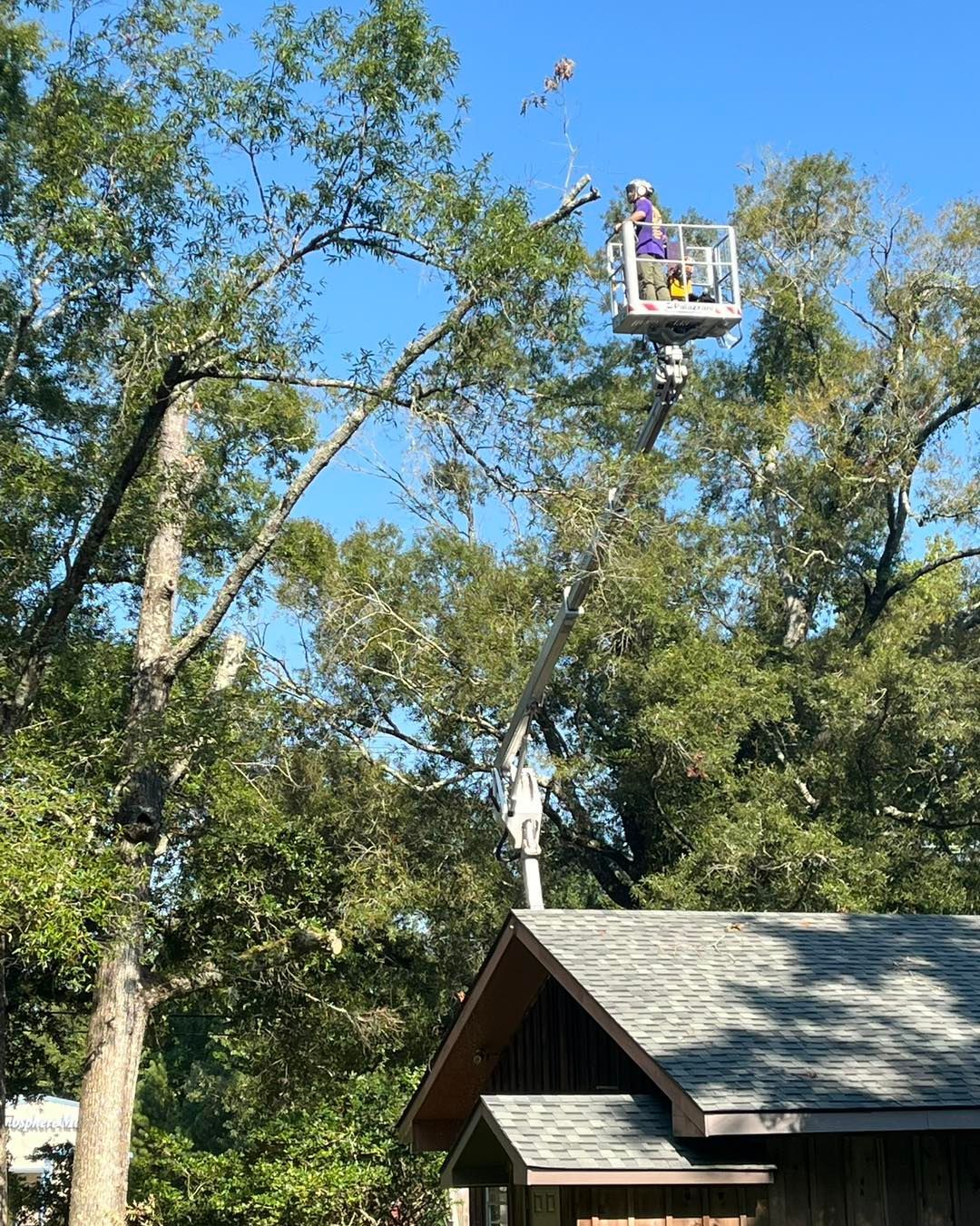 A person in a bucket lift prunes branches from a tall tree above a building roof under a clear blue sky.