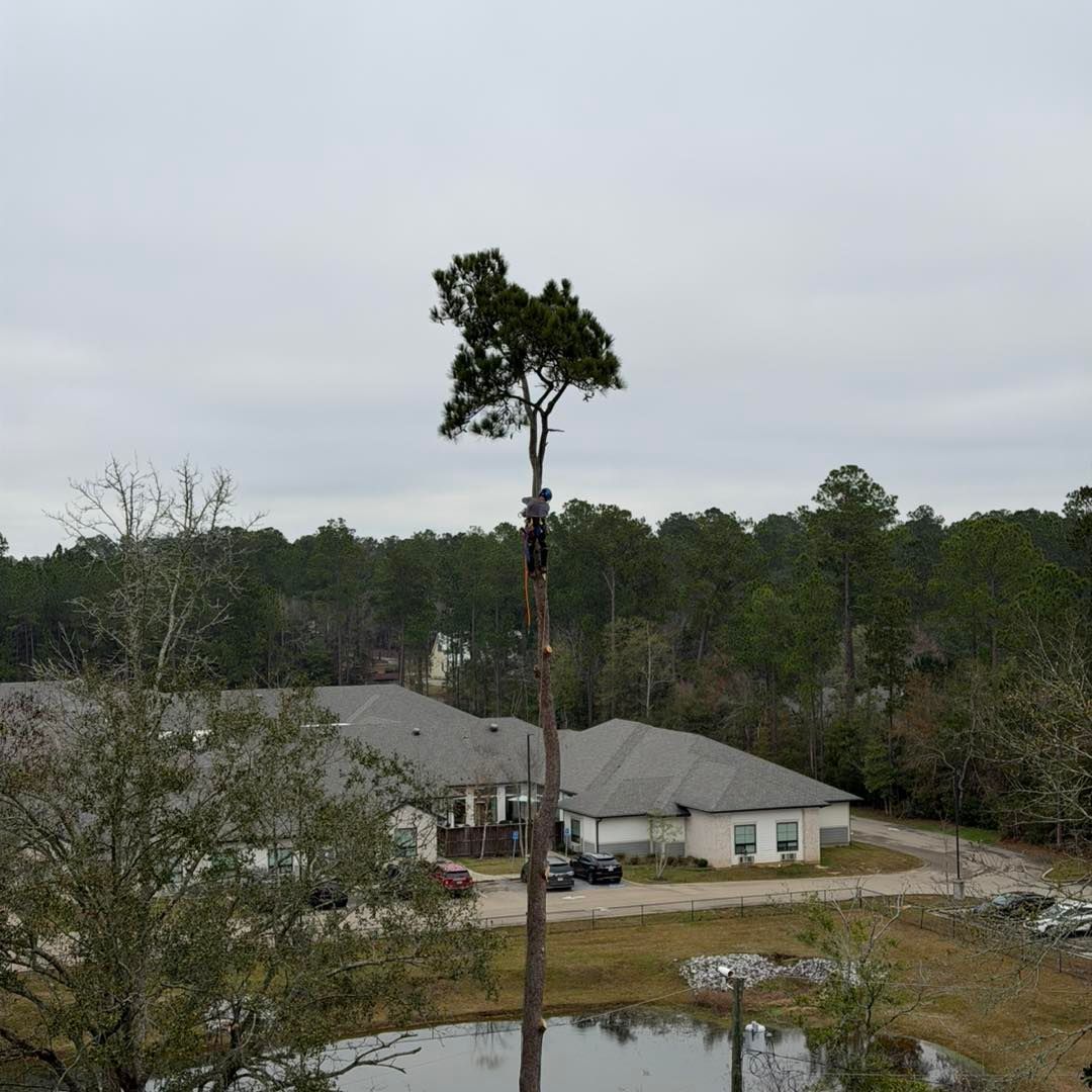 A worker stands high in a tree, pruning the canopy in a residential setting near a small pond.
