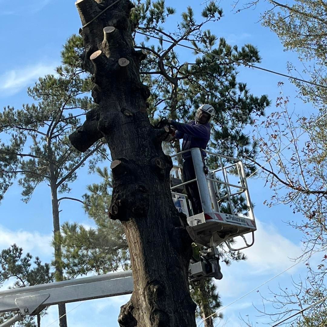 A tree service worker in a lift bucket uses a chainsaw to trim branches from a tall, mature tree against a blue sky.