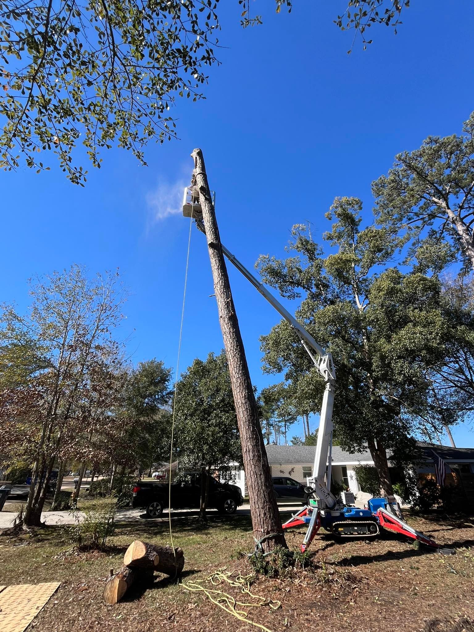 An arborist uses a bucket truck to cut the top off a tall pine tree against a clear blue sky.
