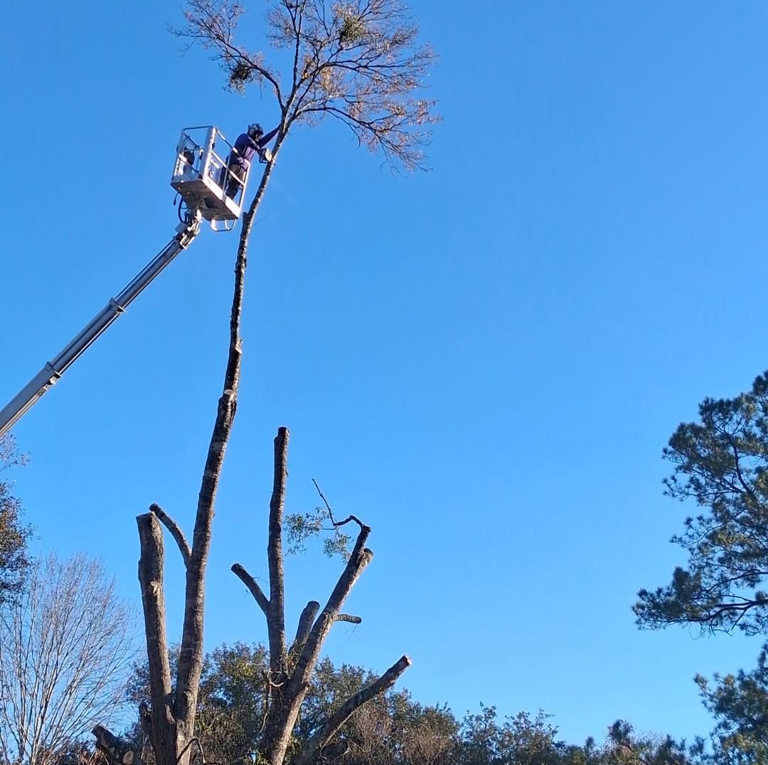A worker in a boom lift bucket trimming the high, thin canopy of a tall tree against a clear blue sky.