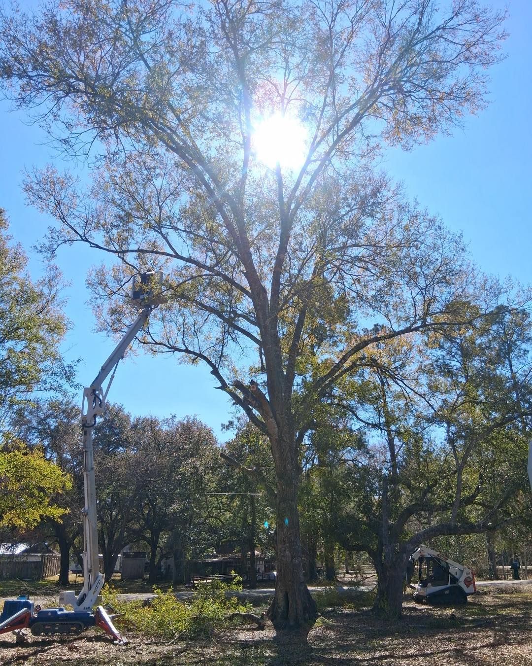 A worker in a hydraulic lift trims a large, sunlit tree in a yard, with a small skid steer parked nearby.