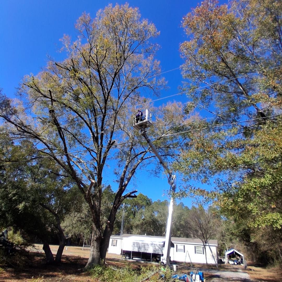 A worker in a boom lift bucket trimming a large tree near a mobile home under a clear blue sky.