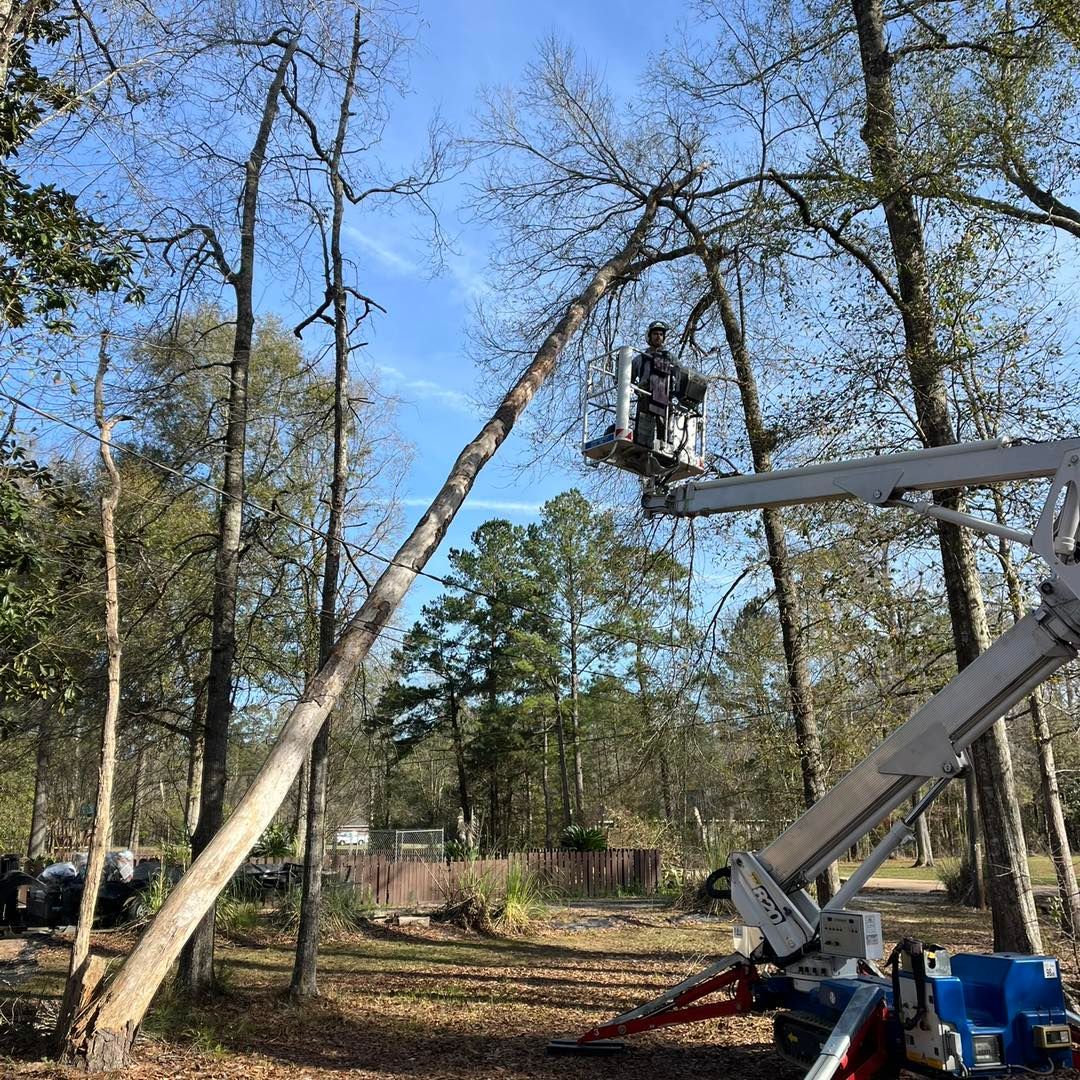 An arborist in a bucket lift trims the branches of a tall, leaning tree in a wooded area under a clear blue sky.