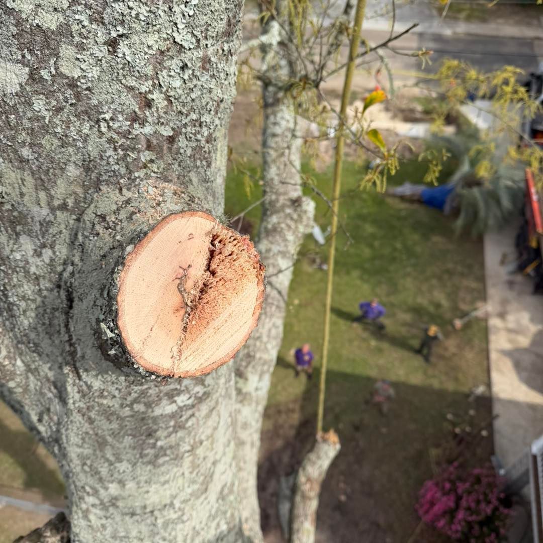 A close-up of a tree trunk with a freshly cut branch, showing a circular light-colored wood surface above a ground view.