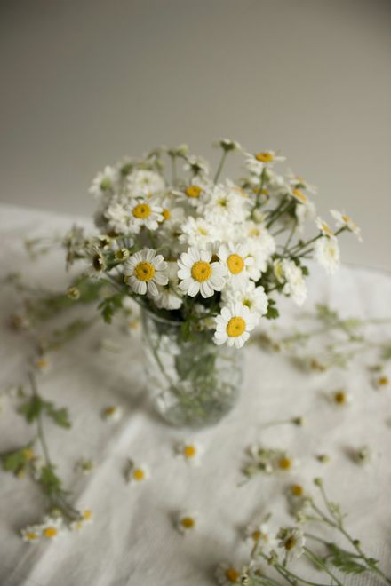Small white daisies with yellow centers in a glass vase on a soft white cloth