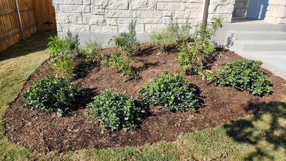 A mulched garden bed with various green shrubs and plants in front of a stone-textured house.