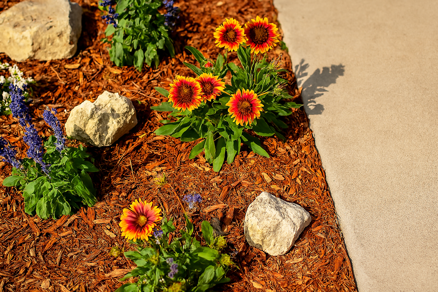 Flowerbed with orange and red flowers, blue flowers, and rocks on brown mulch next to a tan walkway.