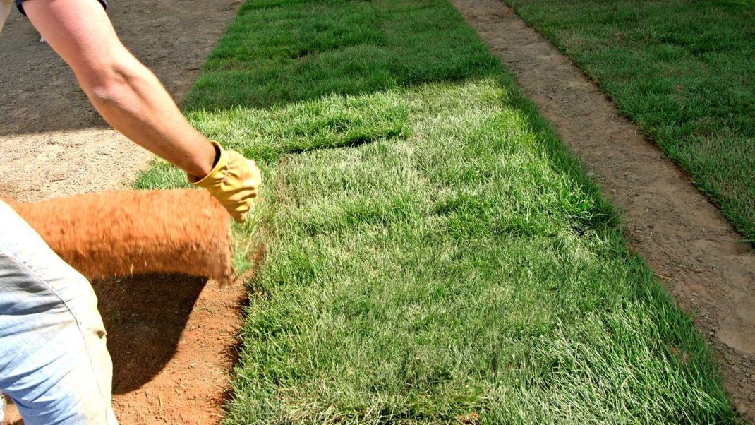 Person rolling out sod on prepared soil; green grass, brown soil, outdoor.