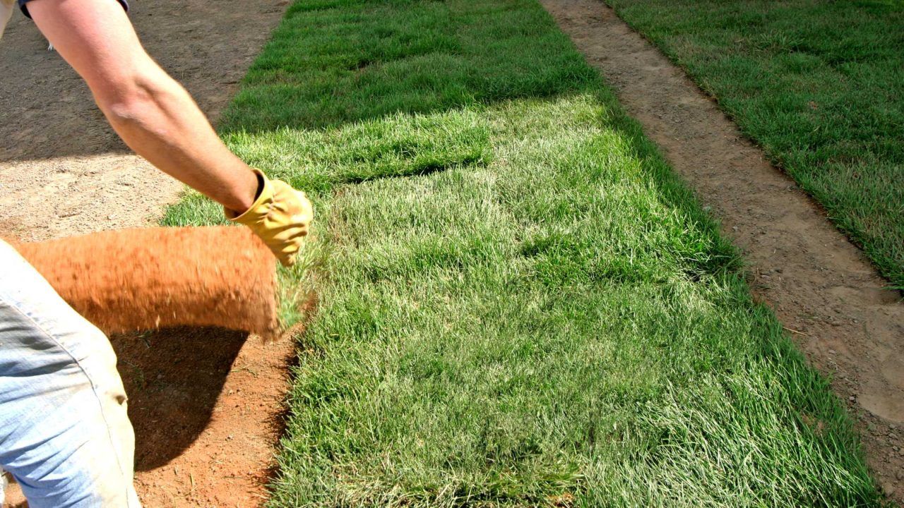 Person rolling out sod on prepared soil; green grass, brown soil, outdoor.