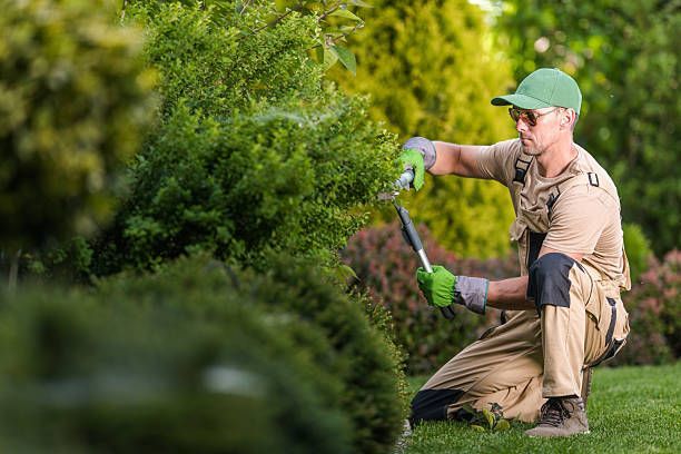 A gardener in a tan uniform, green cap, and gloves kneels on grass, trimming a green hedge with hand shears.