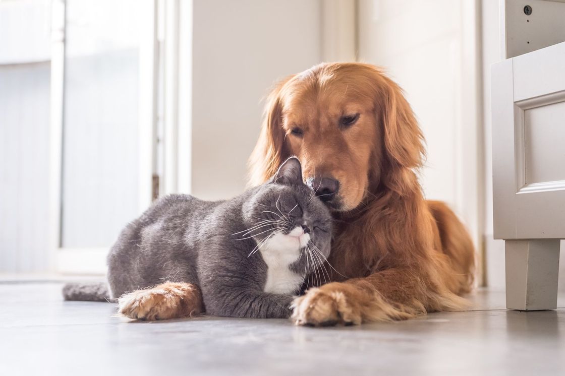 Golden retriever cuddling a gray cat on a bright floor indoors