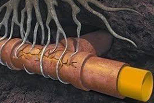 root damage illustration