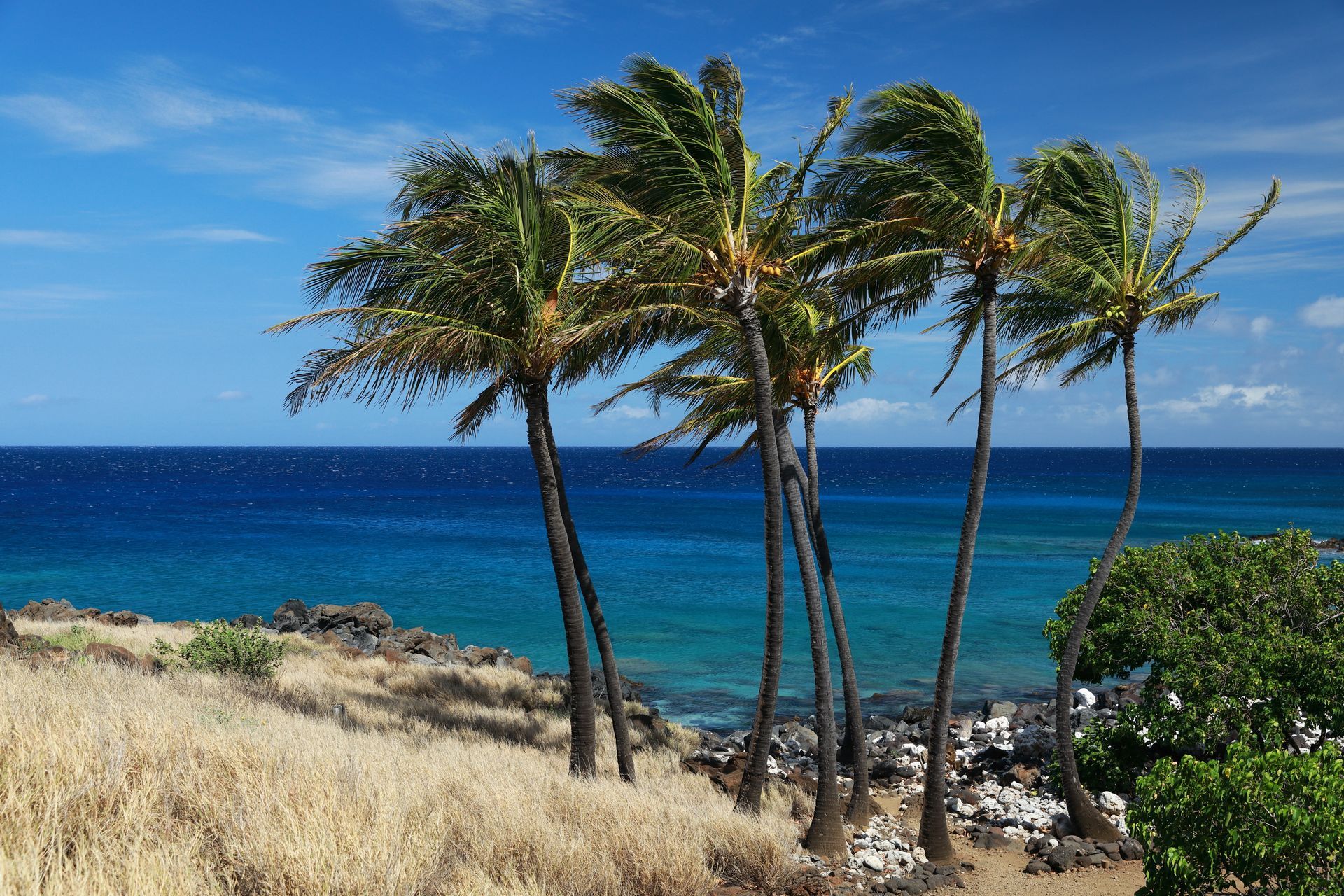 Palm trees blowing in the wind on a beach near the ocean