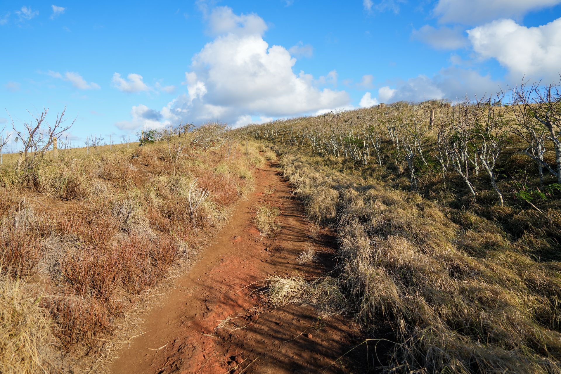 A dirt path going up a hill in a field.