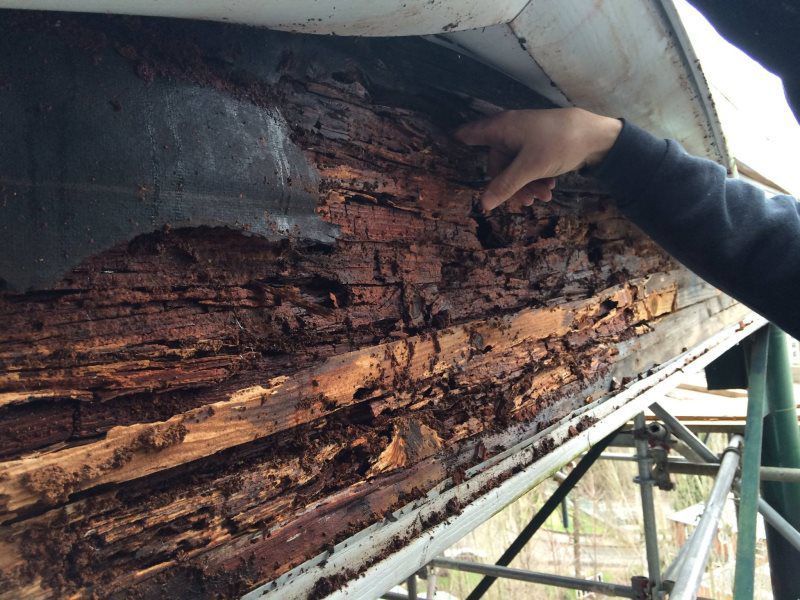 A person is looking at a piece of wood that has been eaten by termites.