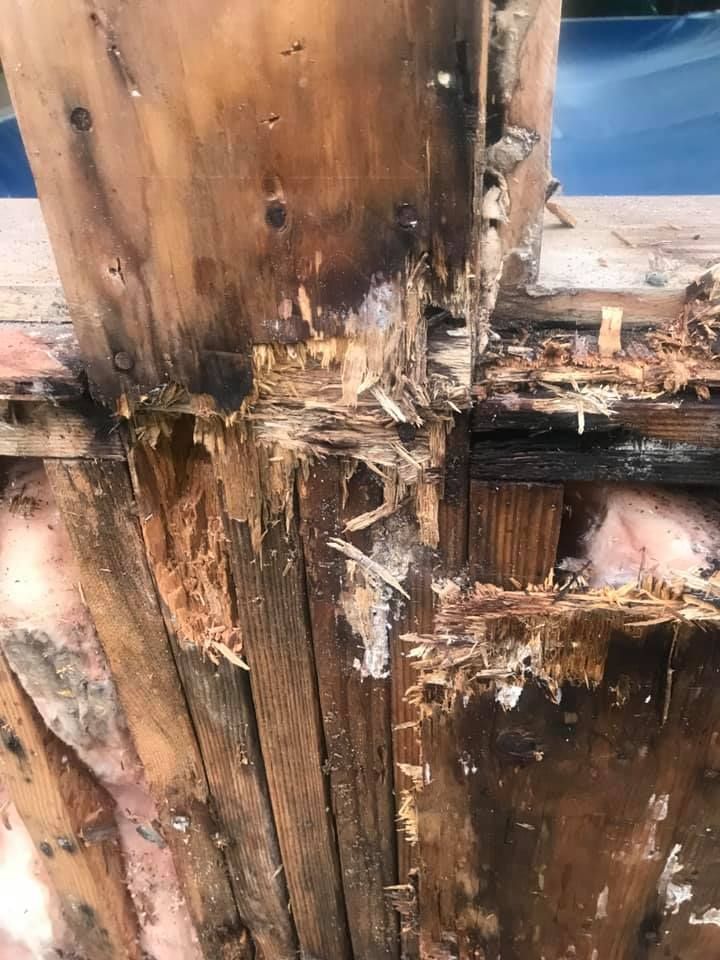 A close up of a piece of wood that has been damaged by termites.