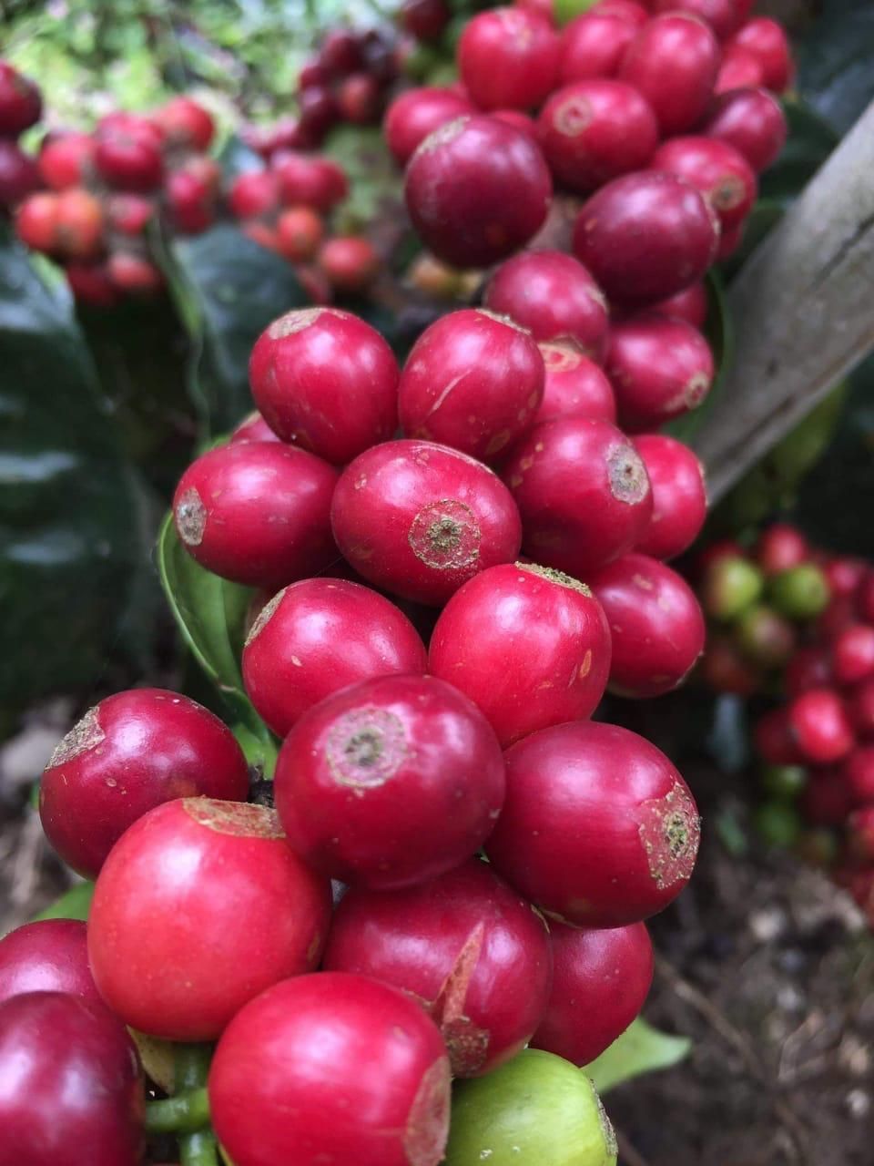 Las cerezas de café rojas se agrupan en una rama, con hojas verdes visibles.