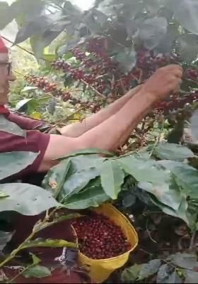 Una mujer con una camisa morada recoge granos de café de un arbusto, utilizando un balde amarillo en un campo.