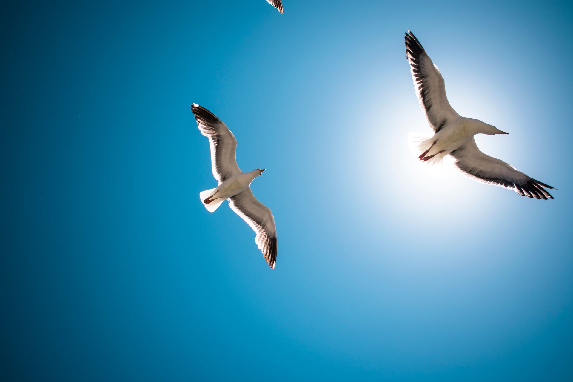 Seagulls soaring against a bright blue sky, sun shining.