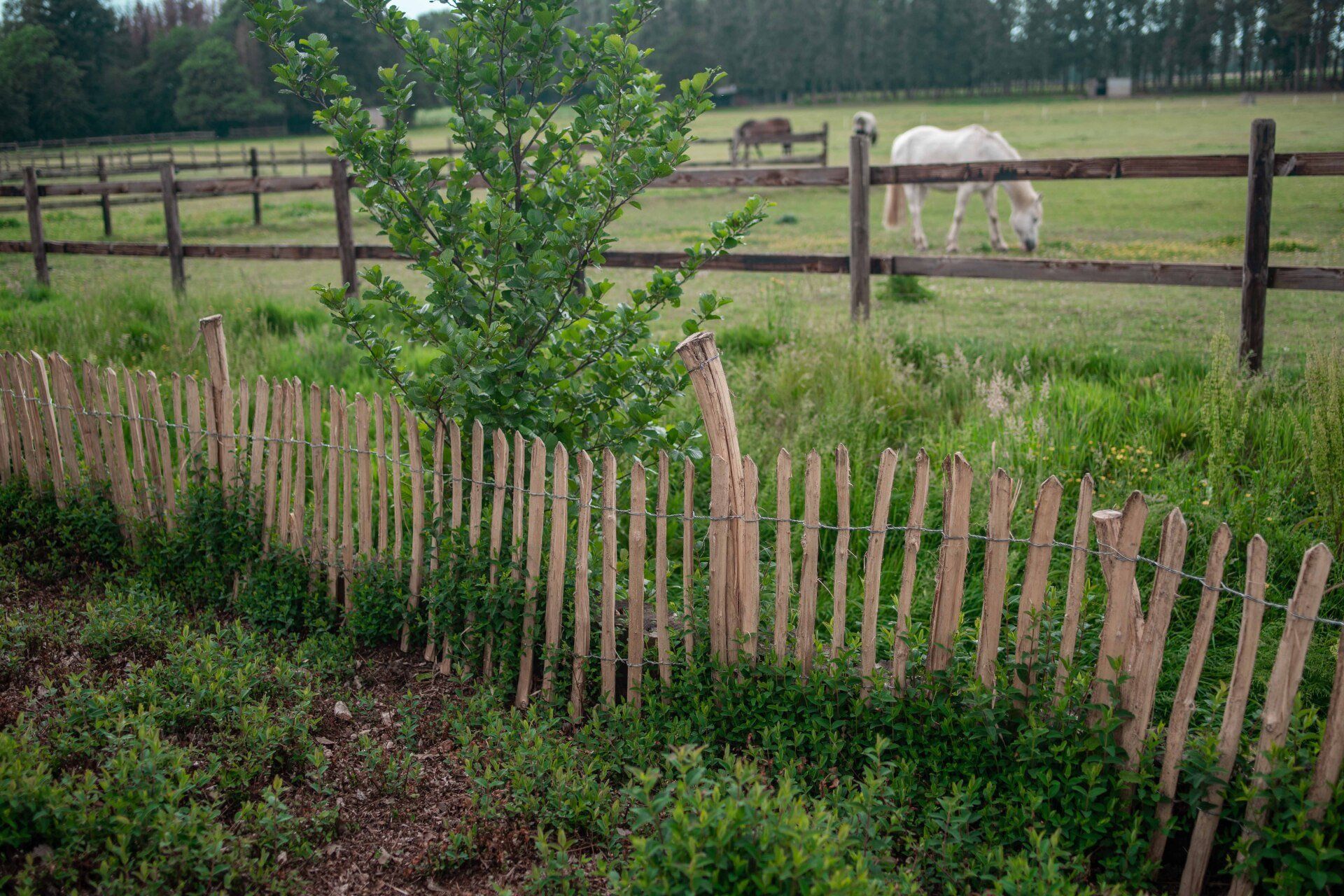 Een paard graast in een veld achter een houten schapenhek.