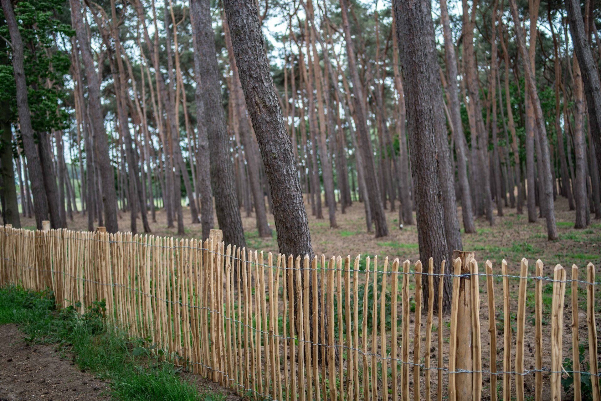 Robinia hekwerk in een bos