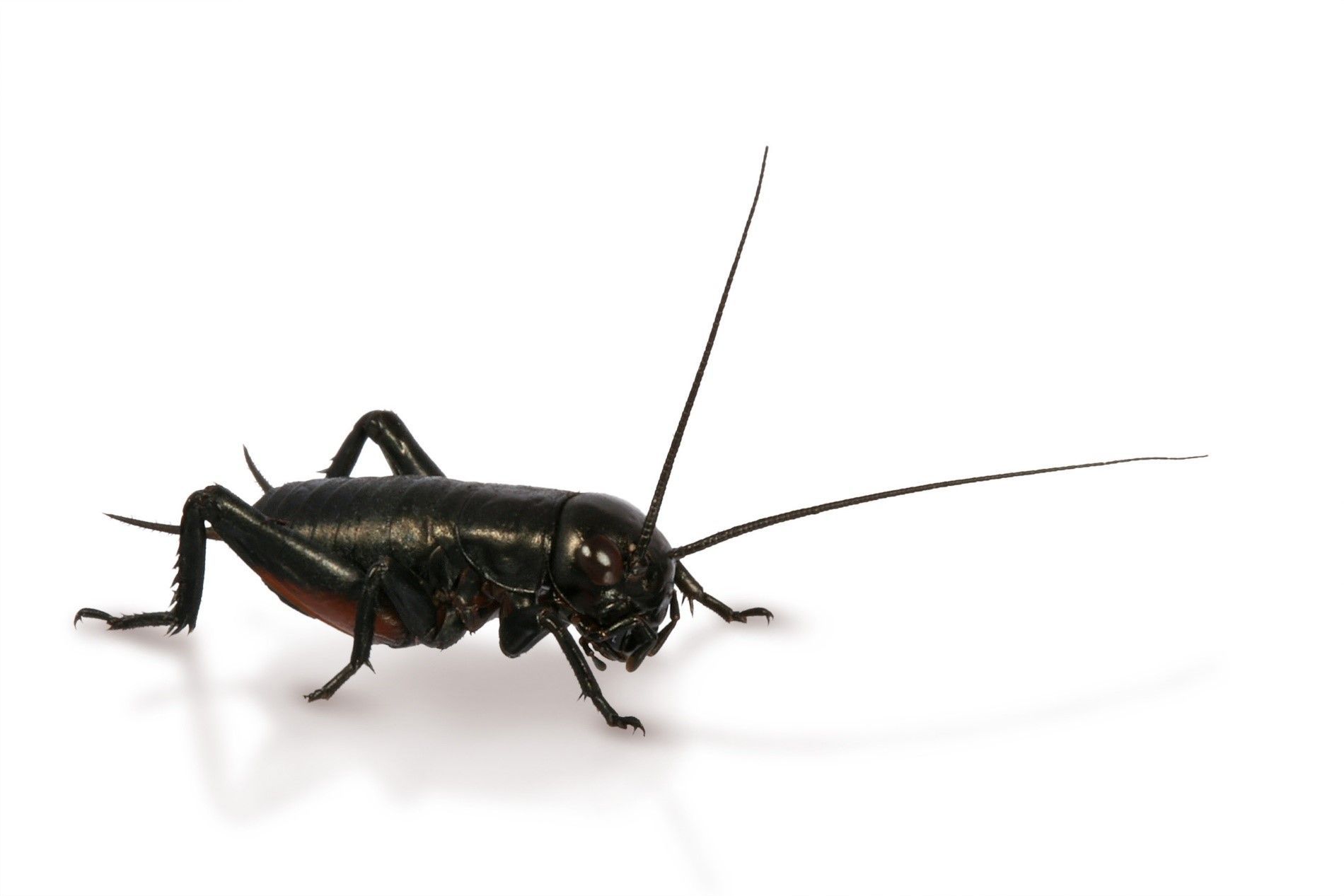 A black grasshopper is crawling on a white surface