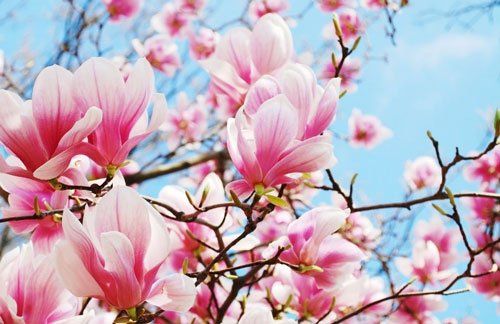 Flower — Clean Air Systems in Knoxville, TN Flower — Clean Air Systems in Knoxville, TN