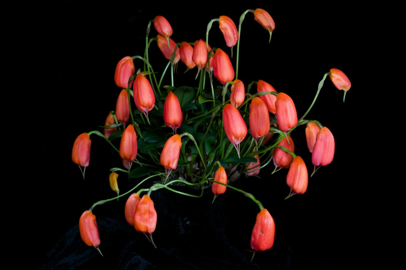 Four orchid digest magazine covers with flowers on them