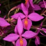 Four covers of orchid digest magazine with purple and blue flowers on them.