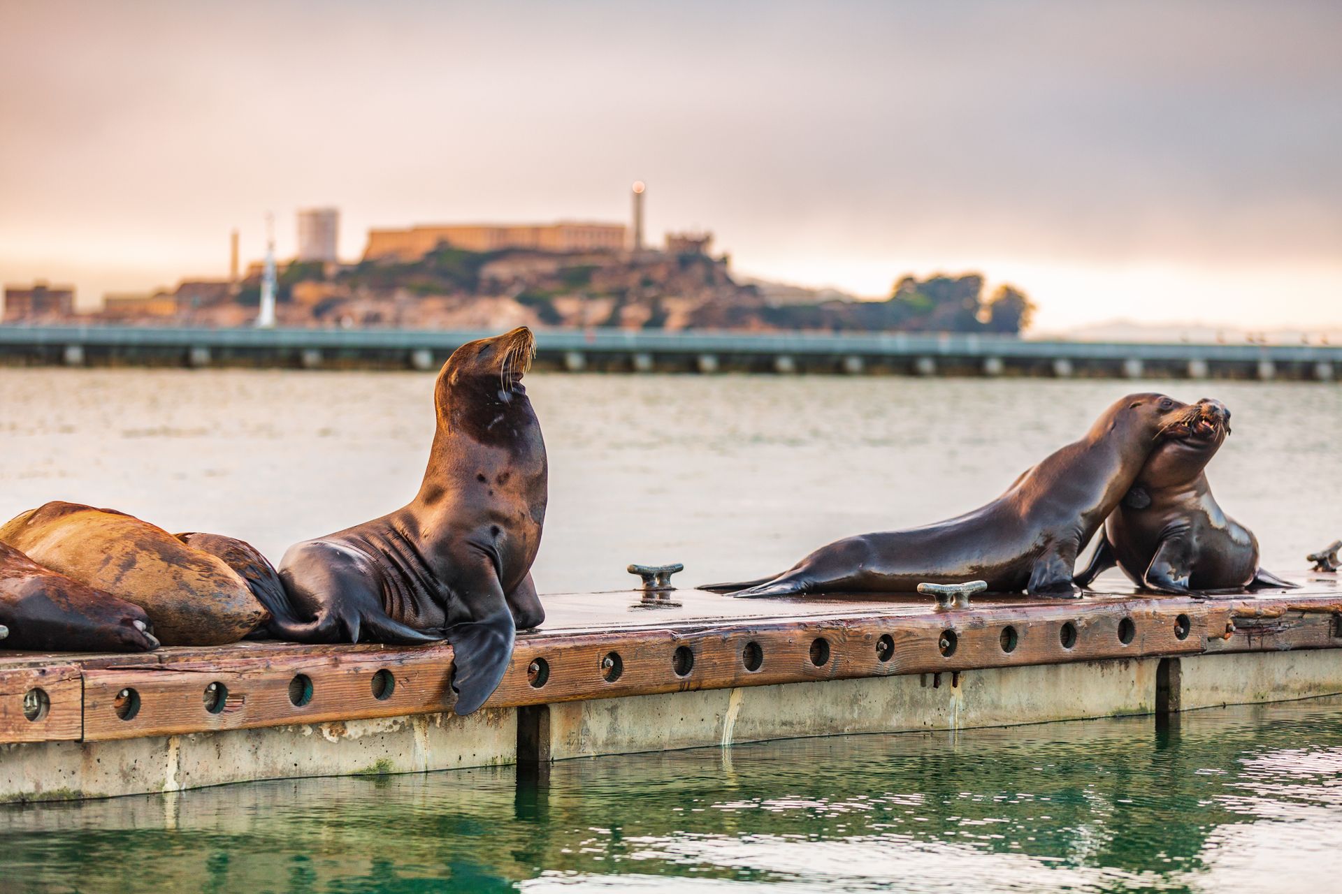 A group of seals are sitting on a dock in the water.