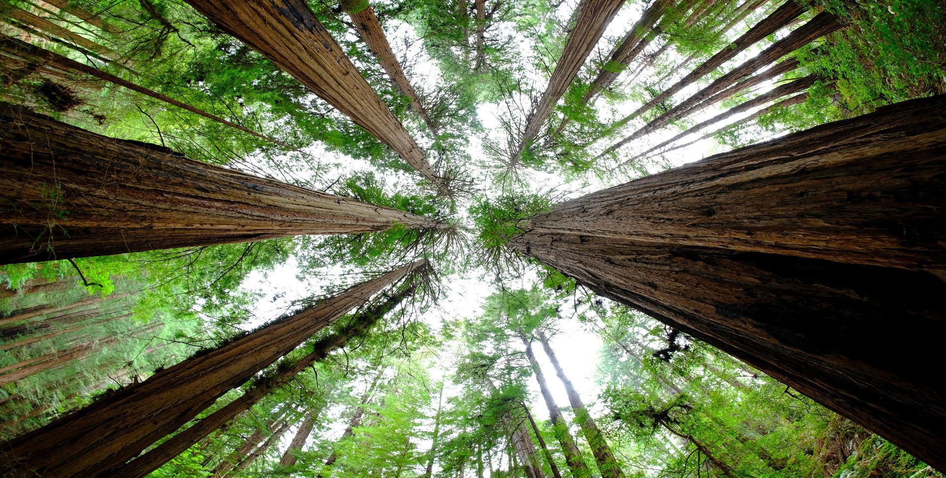 Looking up into a forest of tall trees.