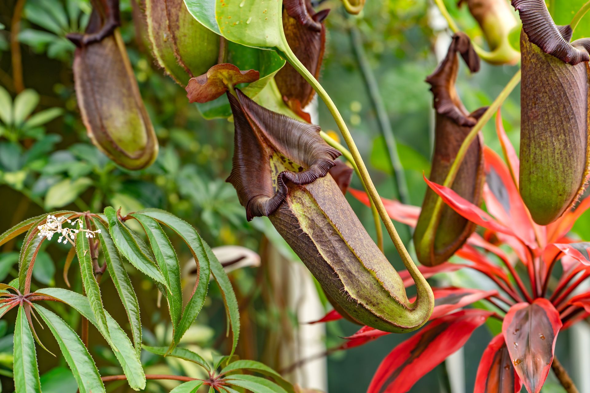 A close up of a pitcher plant with a red flower in the background.