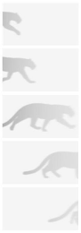 A set of shadows of a panther on a white background.