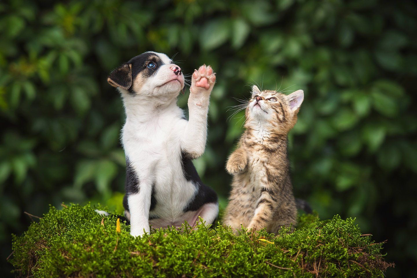 due cuccioli