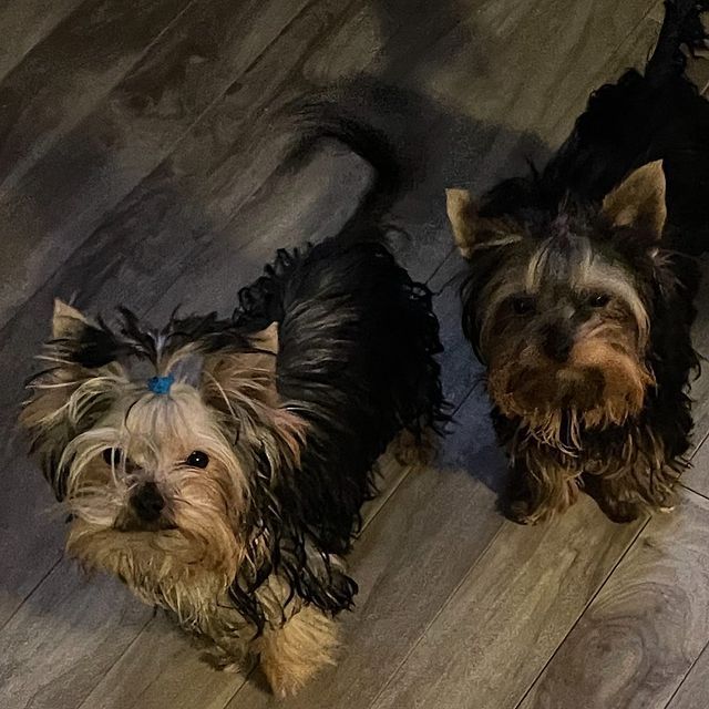 Mobile Dog Grooming Edmonton, AB (780)4440053