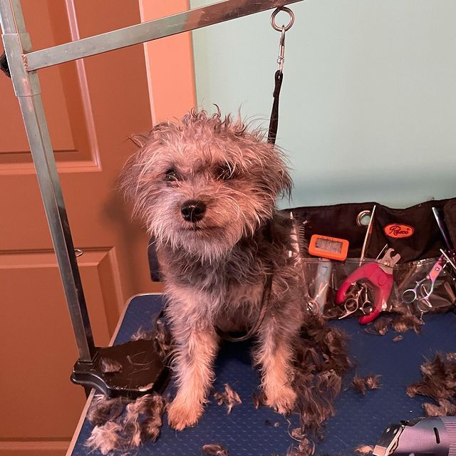 Mobile Dog Grooming Edmonton, AB (780)4440053