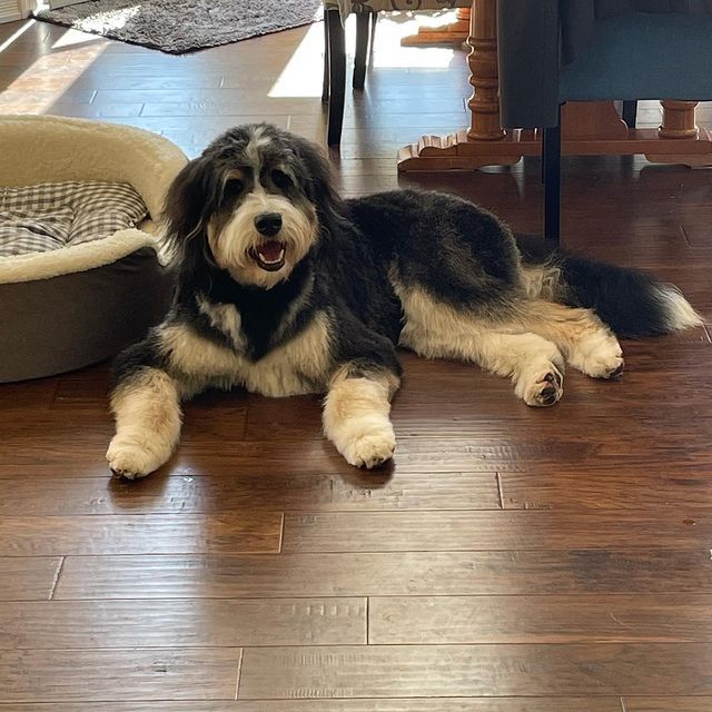 Mobile Dog Grooming Edmonton, AB (780)4440053