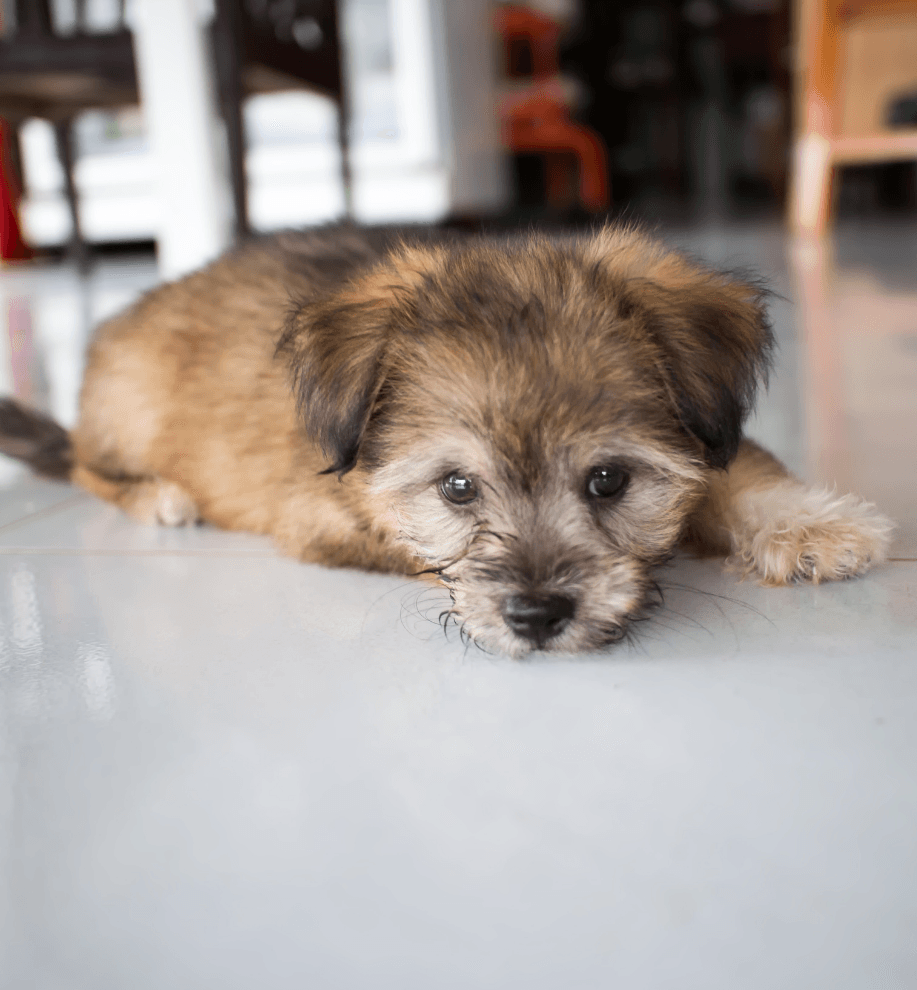 Mobile Dog Grooming Edmonton, AB (780)4440053