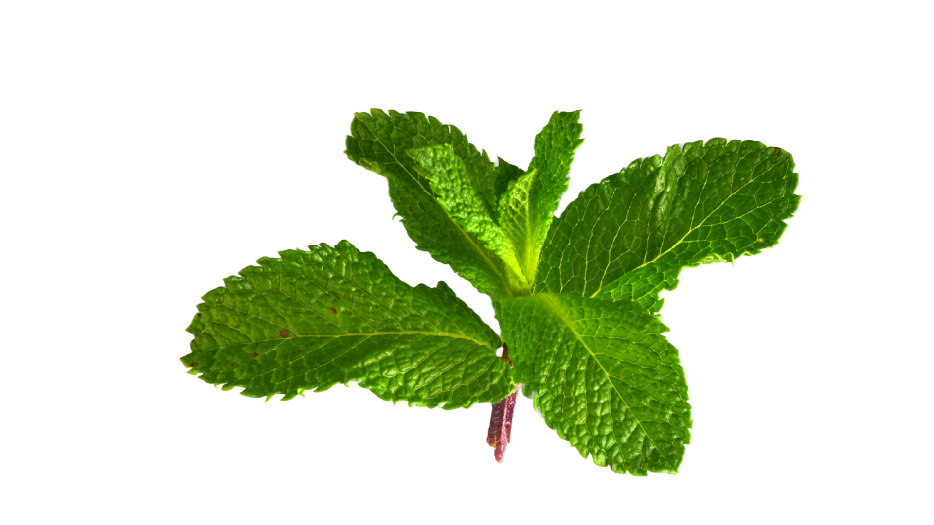 A small sprig of fresh, bright green mint leaves isolated against a white background.