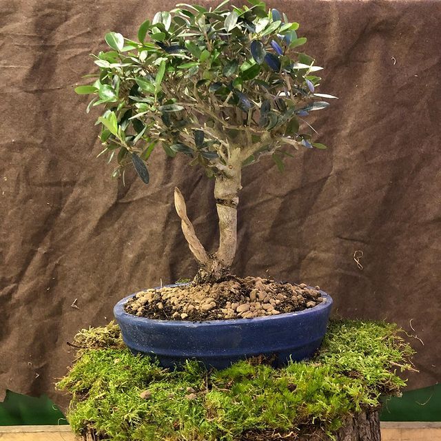 Bonsai