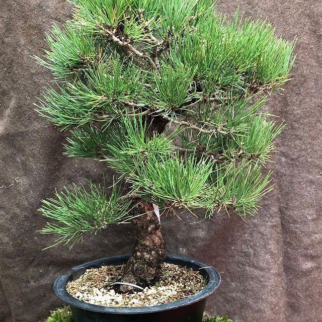 Bonsai