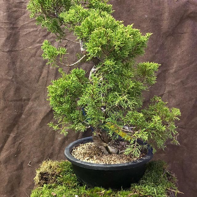 Bonsai